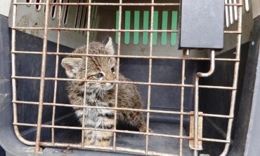 Serfor rescata a cría de gato de pajonal en Ayabaca