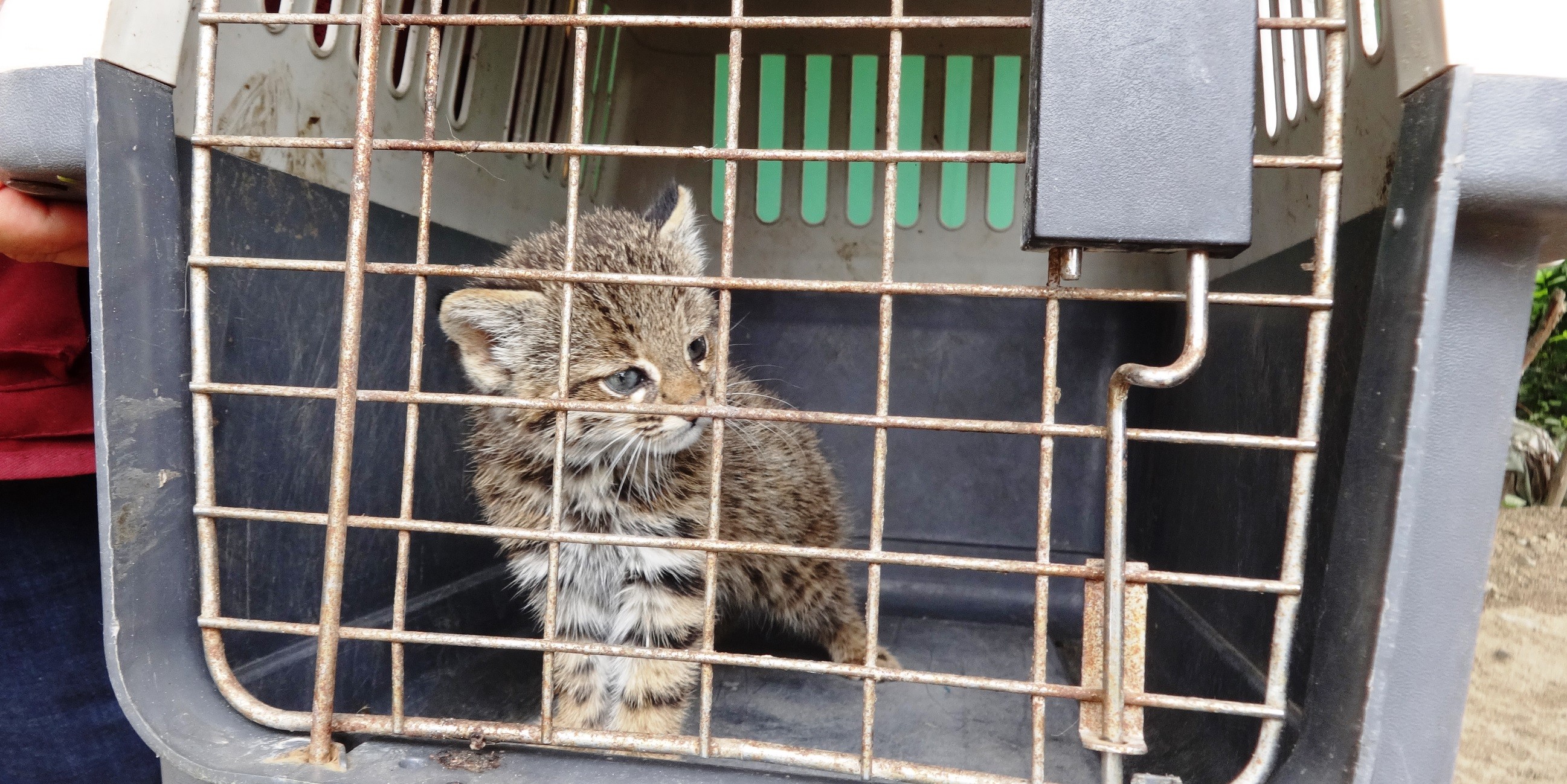 Serfor rescata a cría de gato de pajonal en Ayabaca