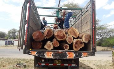 Intervienen tres camiones en Piura y Chulucanas con algarrobo y faique ilegal