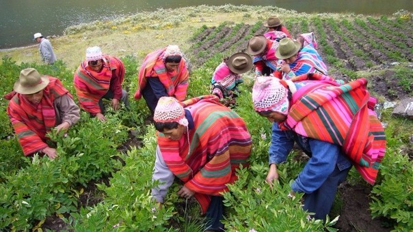 ¿Cuál es el origen del Día del Campesino en el Perú?