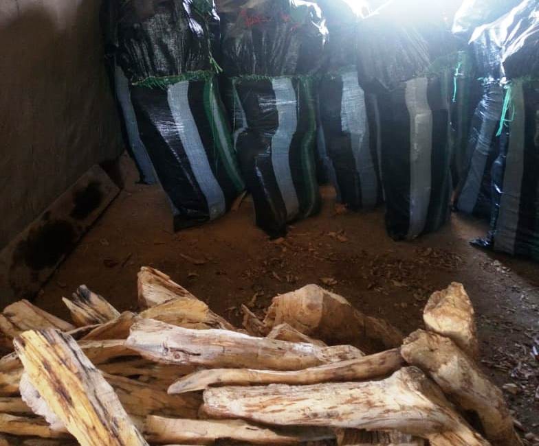 Decomisan más una tonelada de palo santo ilegal en vivienda de Las Lomas