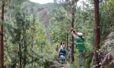 Comunidades campesinas de Piura aprenden silvicultura para mejorar su producción de pino