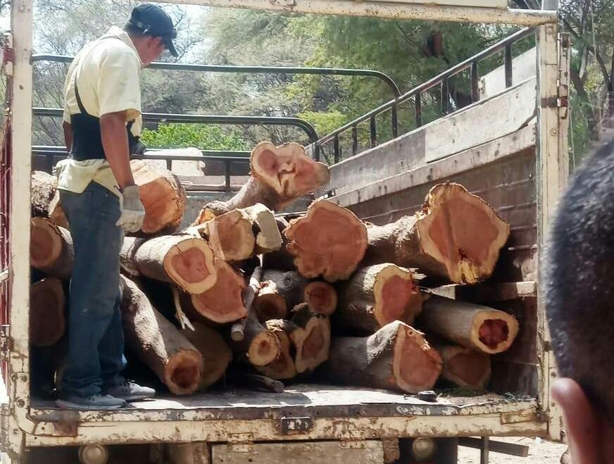 Piura: intervienen camión con trozas de faique de procedencia ilegal