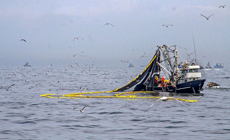 Ministerio de la Producción suspendió por 10 días la pesca de anchoveta en la zona norte-centro