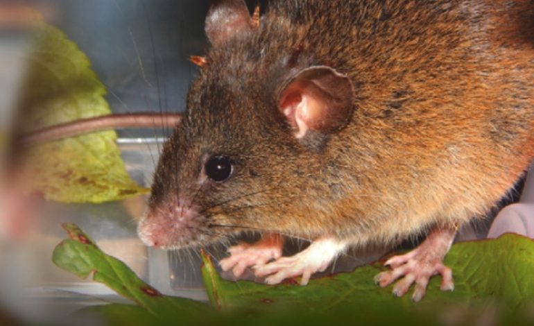 Huancabamba: biólogos peruanos descubren nueva especie de roedor