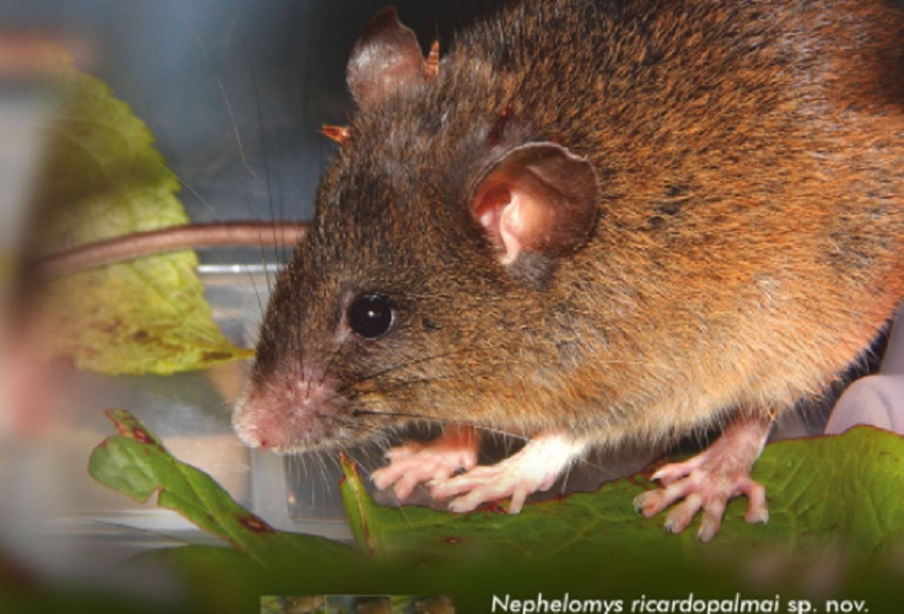 Huancabamba: biólogos peruanos descubren nueva especie de roedor