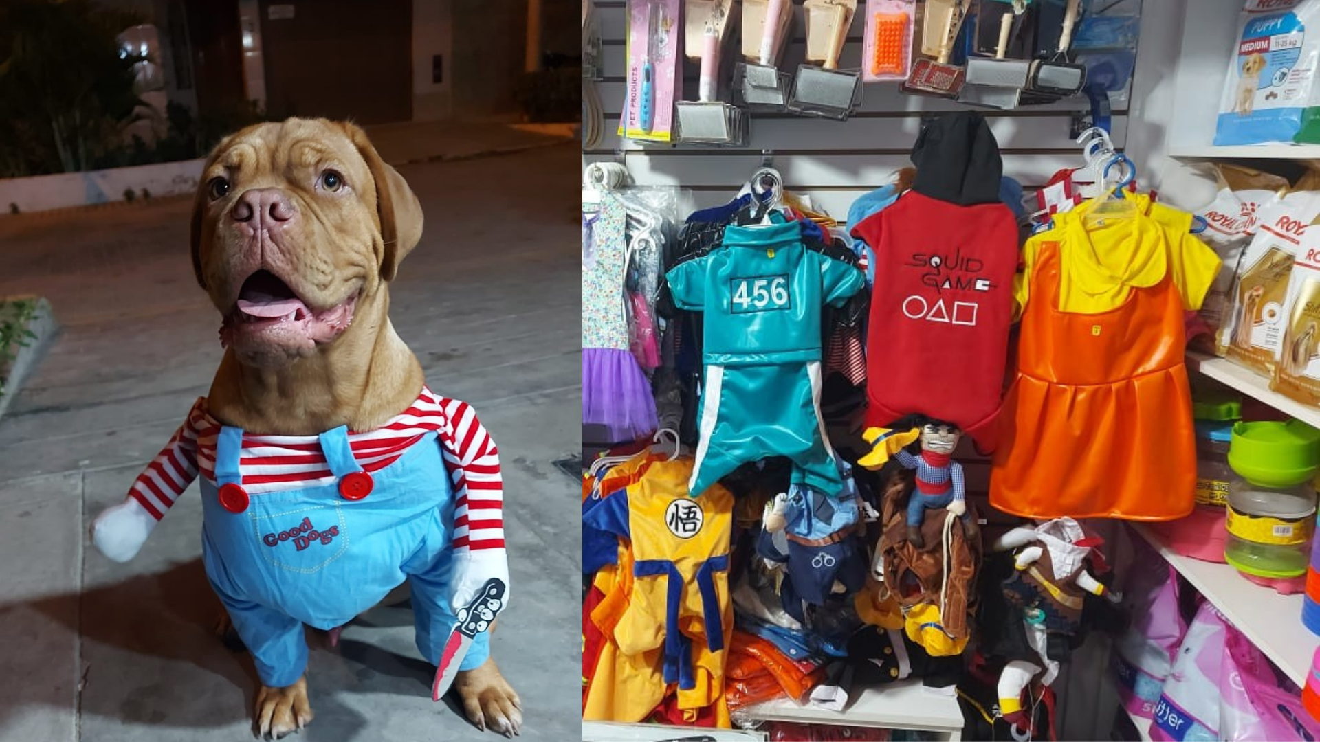 ¿Quieres disfrazar a tu mascota este 31 de octubre? Aquí algunas alternativas