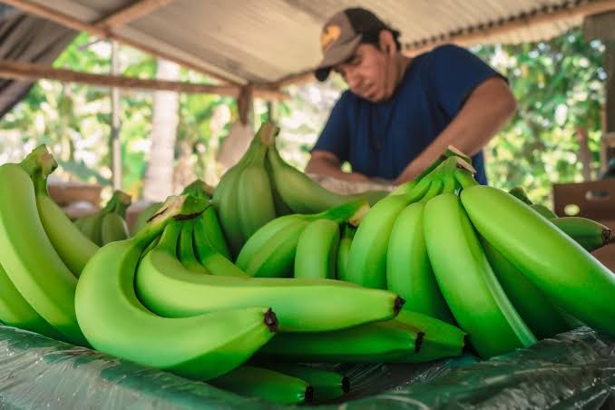 Banano orgánico en peligro: 1500 hectáreas en riesgo por llegada de plaga