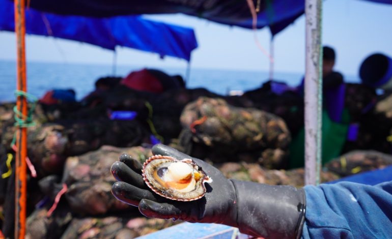 Piura: recuperación en acuicultura de concha de abanico sigue en aumento