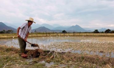 Midagri: seguro agrícola cubre con S/ 4.5 millones indemnizaciones por hectáreas afectadas