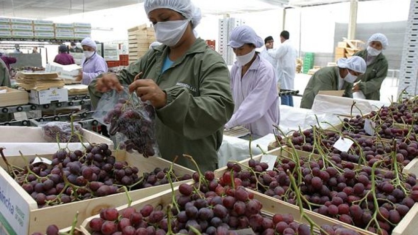 Segunda Reforma Agraria genera incertidumbre en rubro agroexportador de Piura