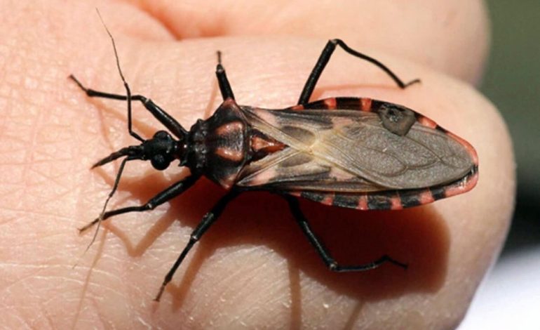 Piura: registran el primer caso de Chagas