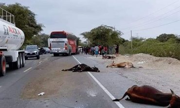 Bus arrolla y mata a 11 cabezas de ganado en la carretera Piura-Chiclayo