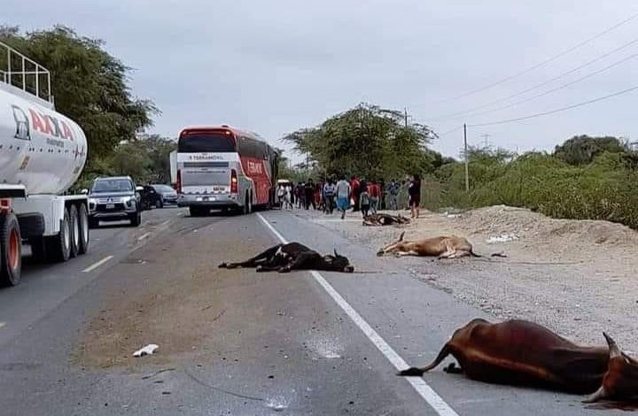 Bus arrolla y mata a 11 cabezas de ganado en la carretera Piura-Chiclayo