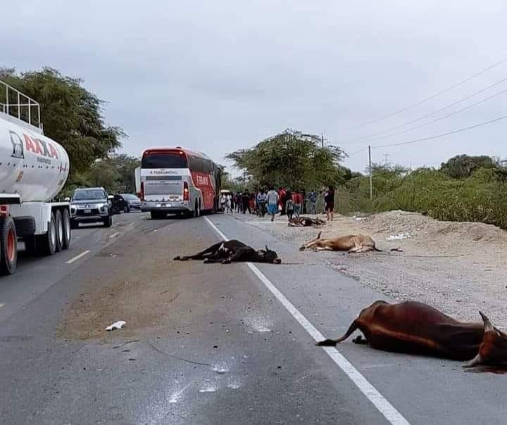 Bus arrolla y mata a 11 cabezas de ganado en la carretera Piura-Chiclayo