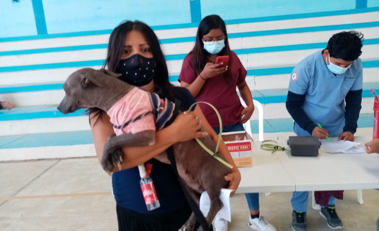 Municipalidad de Piura realiza campaña de vacunación antirrábica canina