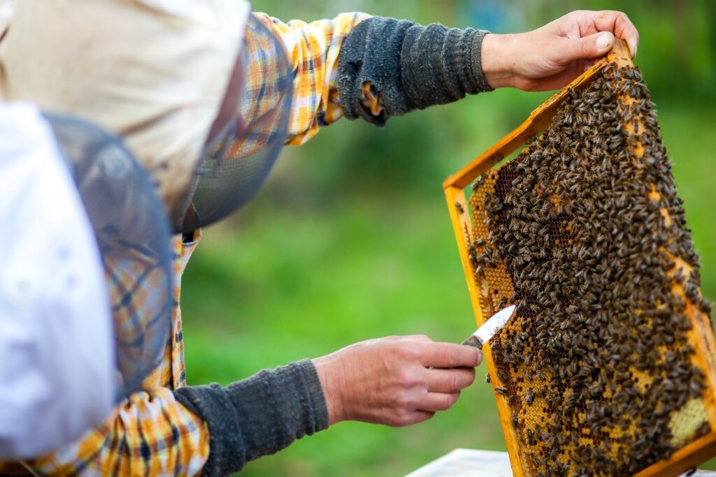 Sullana: I Feria expo apícola 2021 reunirá a un promedio de setenta productores