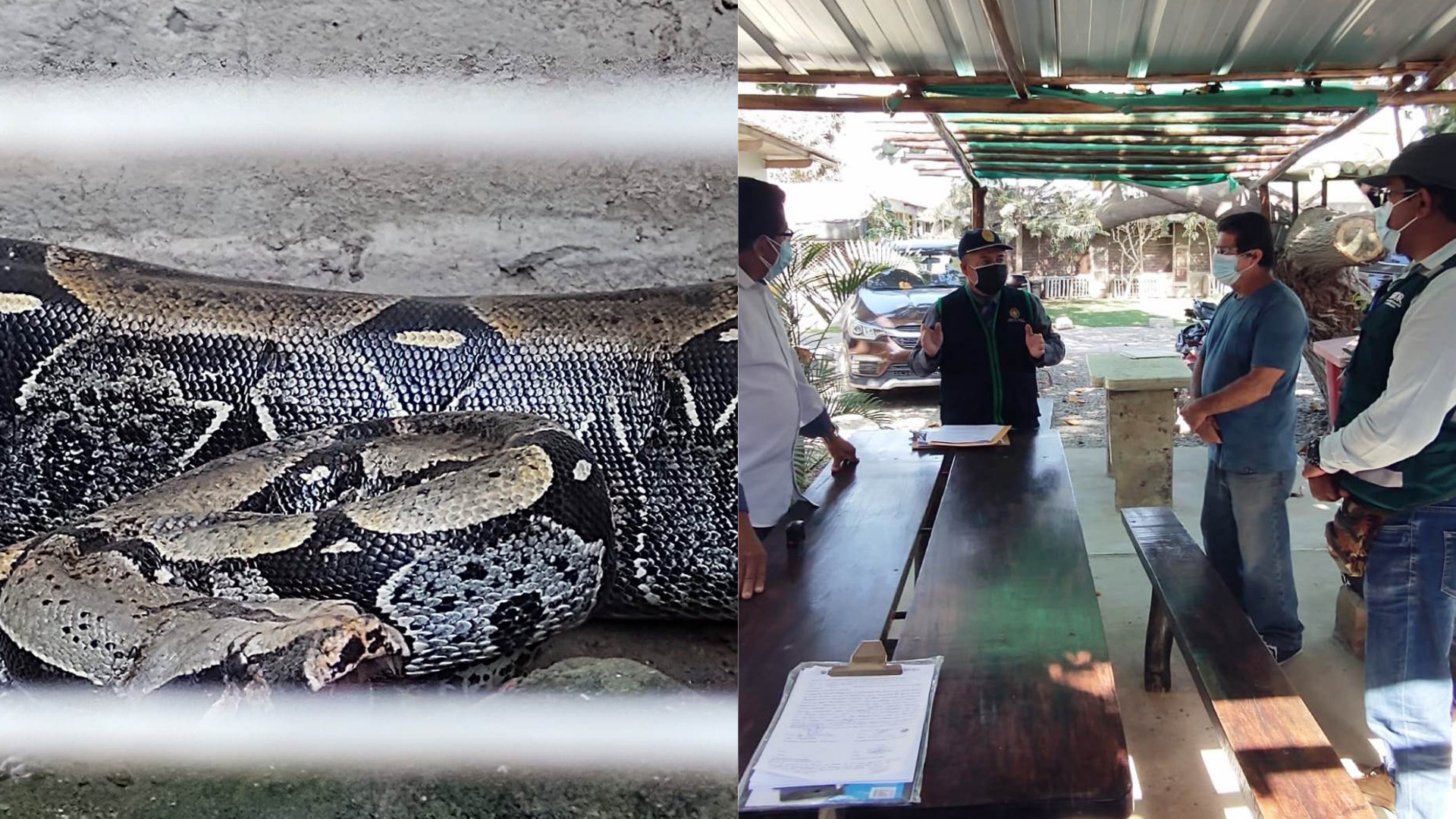 Serfor trasladará boa de restaurante tras protesta animalista en Piura