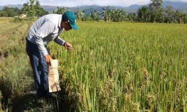 Alza de precios de los fertilizantes perjudica al agro en Piura