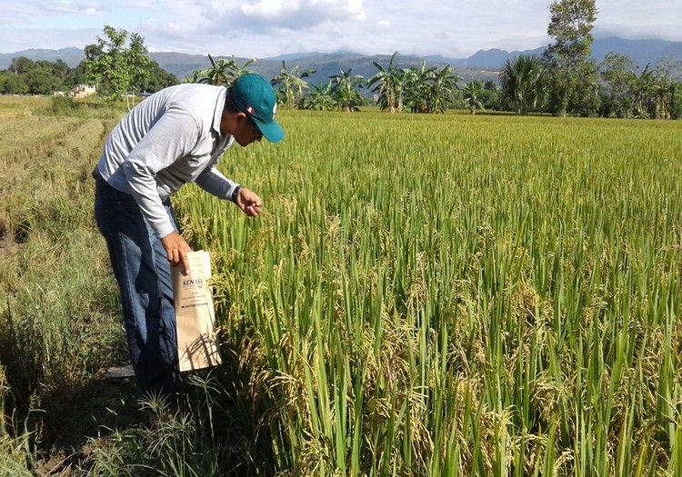 Alza de precios de los fertilizantes perjudica al agro en Piura