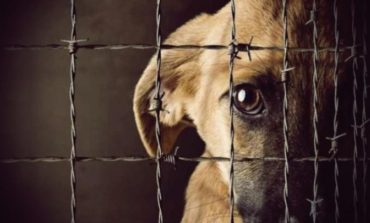 Poder Judicial recuerda que maltrato animal se sanciona hasta con tres años de prisión