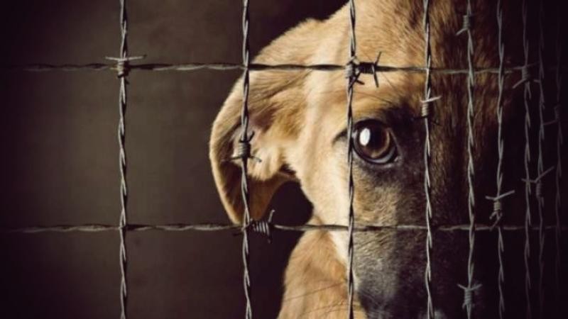 Poder Judicial recuerda que maltrato animal se sanciona hasta con tres años de prisión