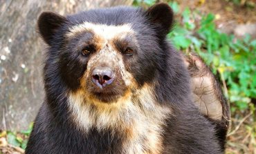[VIDEO] Mira la tierna reacción de un oso de anteojos en el bosque