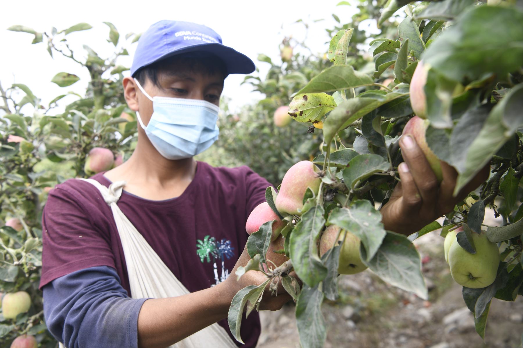 Bono de S/ 350 a productores con menos de dos hectáreas se pagará desde quincena de enero