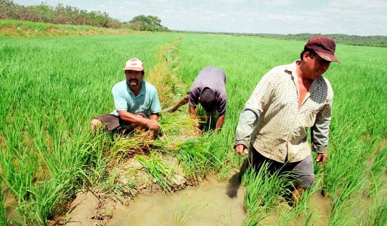 Más de 80 mil agricultores de Piura se beneficiarán con el subsidio de los fertilizantes