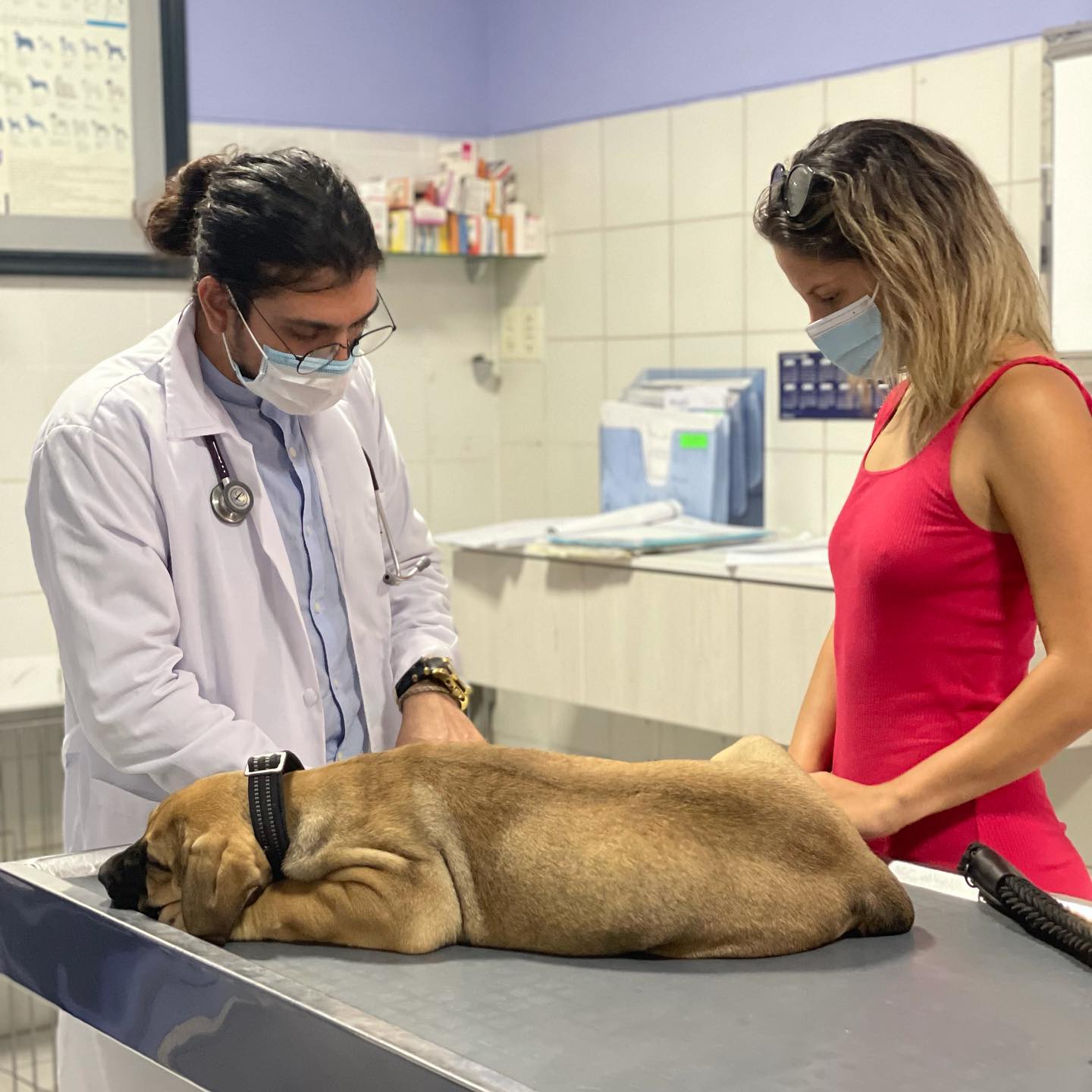 Conoce algunos consejos para calmar a nuestras mascotas en las fiestas de fin de año