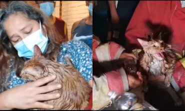 Gran acción: perritos y gatitos son rescatados de incendio ocurrido en Castilla