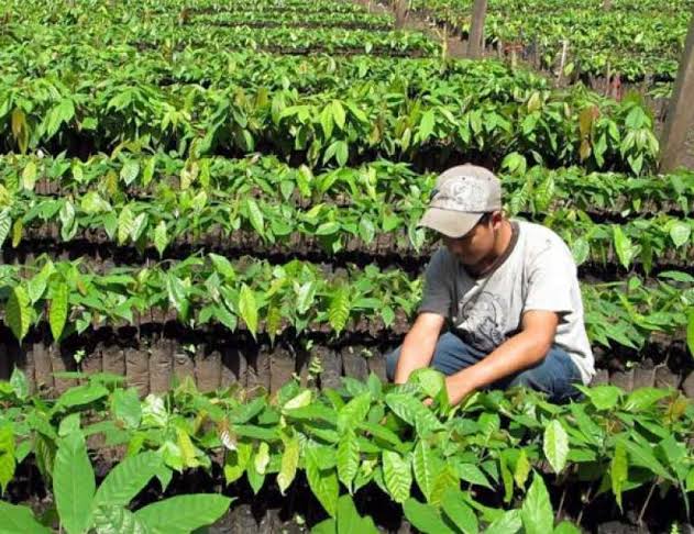 Producción de fertilizantes a base de fósforo no beneficiaría a agro regional agro regional