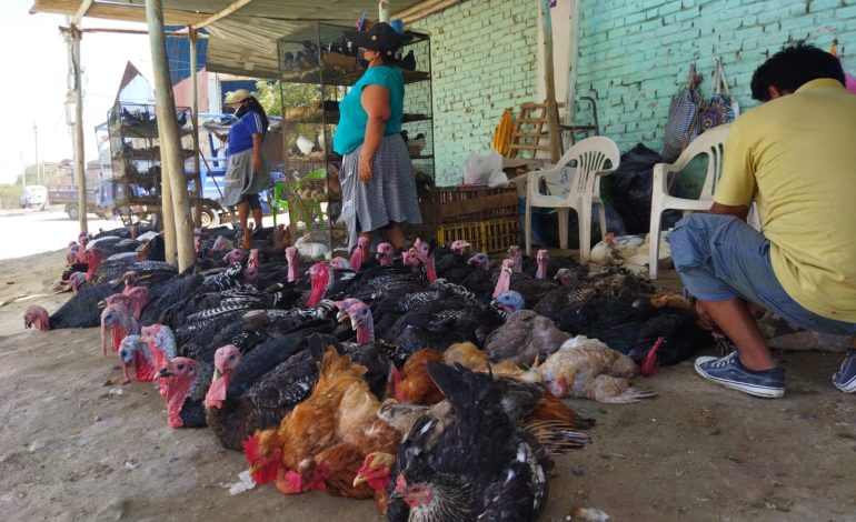Ofrecen pavos criollos desde 150 soles en la zona industrial de Piura