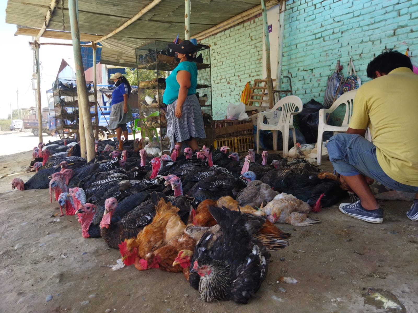 Ofrecen pavos criollos desde 150 soles en la zona industrial de Piura PAVOS