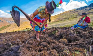 Agricultores pueden cobrar bono Wanuchay de S/ 350 desde mañana