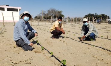 Productores de Sechura apuestan por la siembra de variedades de ají