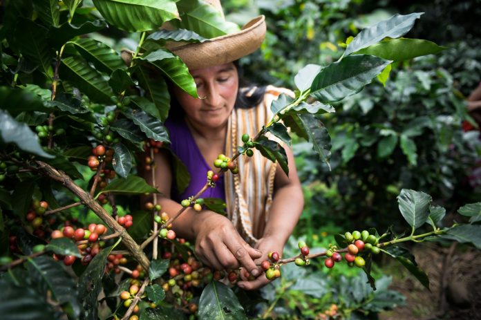 Piura: más de 18 mil productores serán beneficiados con proyecto de café