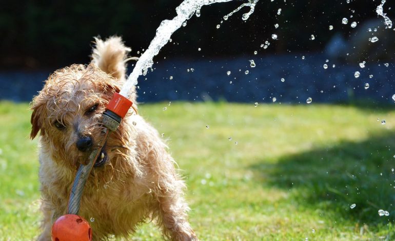Tips para cuidar a tus mascotas en verano