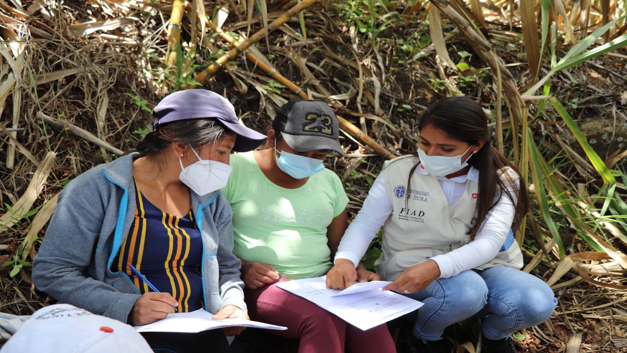 Piura: capacitan a más de 600 productores en la cadena de valor de panela orgánica