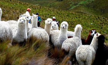 Impulsan crianza de alpacas en zona altoandina de Piura