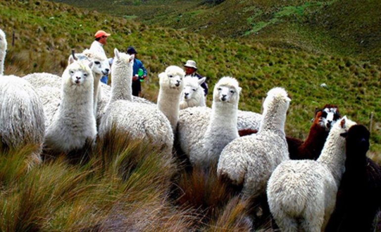 Impulsan crianza de alpacas en zona altoandina de Piura