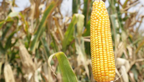 Ucrania es el tercer exportador de maíz en el mundo y el cuarto exportador de trigo