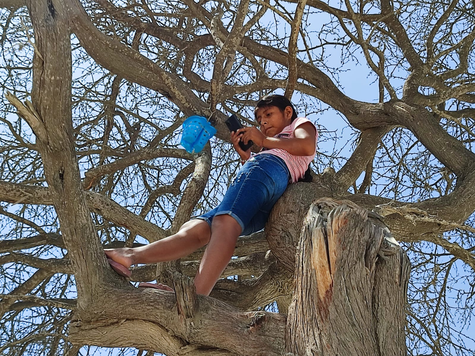 Alumna convierte árbol en salón de clases por falta de internet y de colegios en el desierto de Sechura