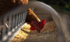 <em>ProCiencia: Desarrollan probióticos para crianza y producción de pollos</em>