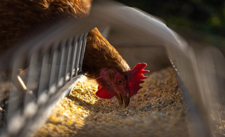ProCiencia: Desarrollan probióticos para crianza y producción de pollos