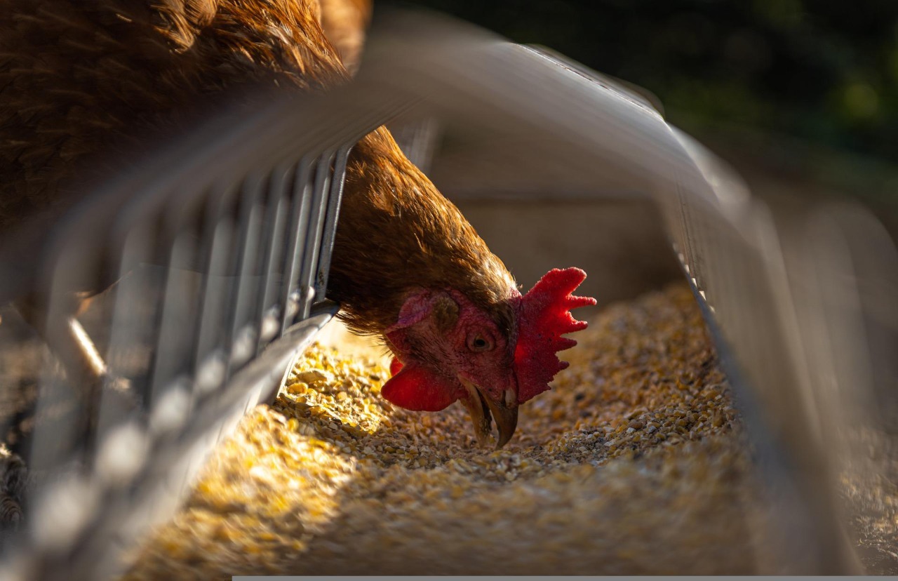 ProCiencia: Desarrollan probióticos para crianza y producción de pollos