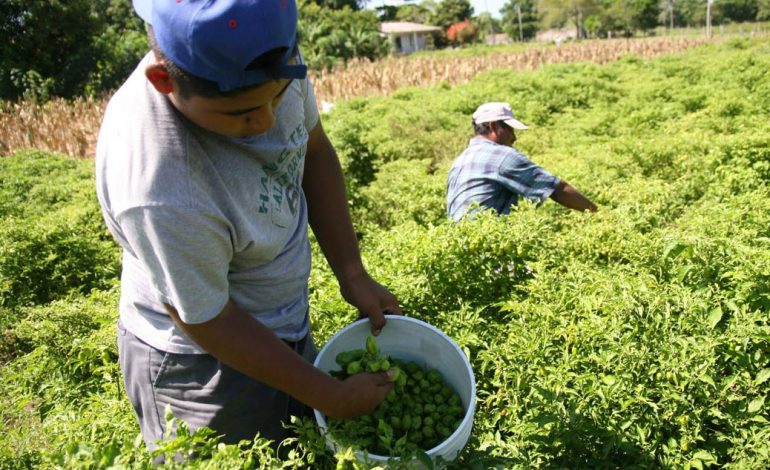 Director de Agricultura: “En Piura se requieren unas 750 mil bolsas de urea para cubrir demanda agrícola”