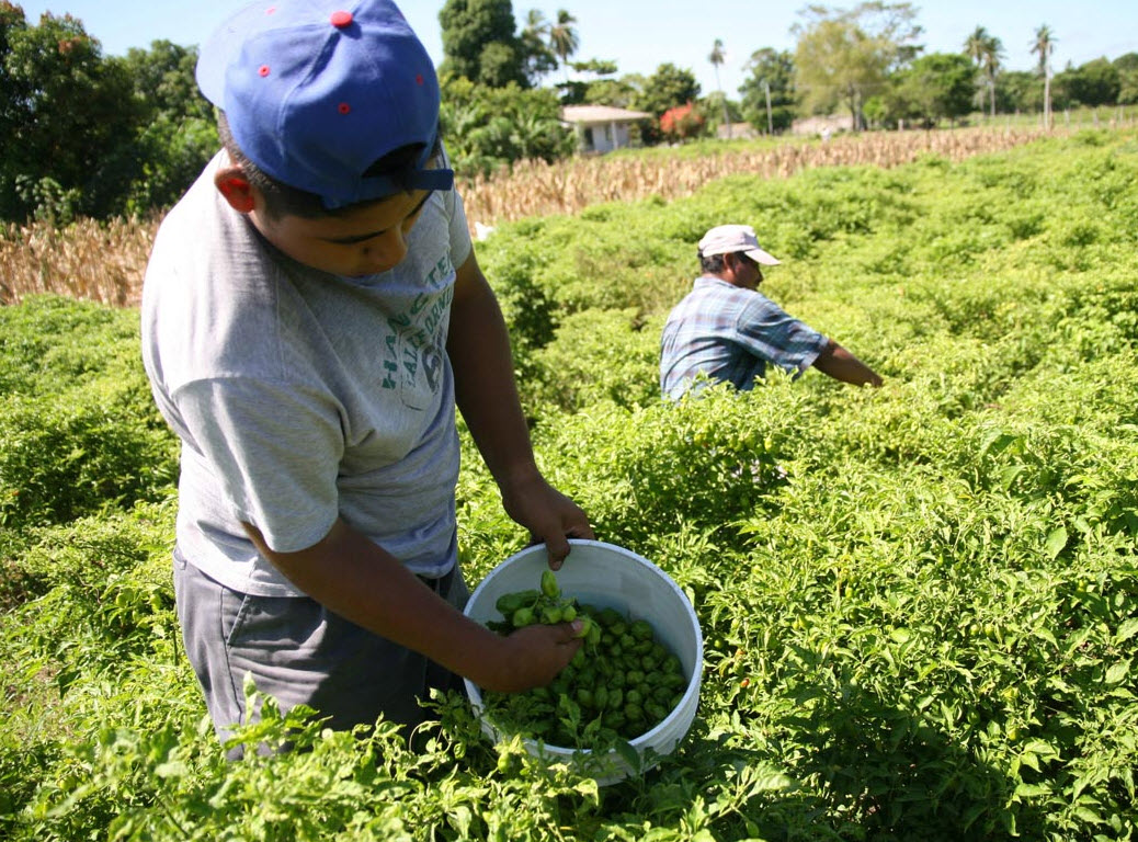 Director de Agricultura: “En Piura se requieren unas 750 mil bolsas de urea para cubrir demanda agrícola”