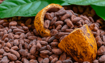 Peligra exportación del cacao por uso de herbicida
