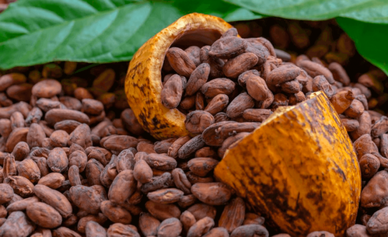 Peligra exportación del cacao por uso de herbicida